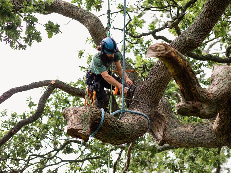 Man sawing tree at height wearing safety clothing with skill and expertise