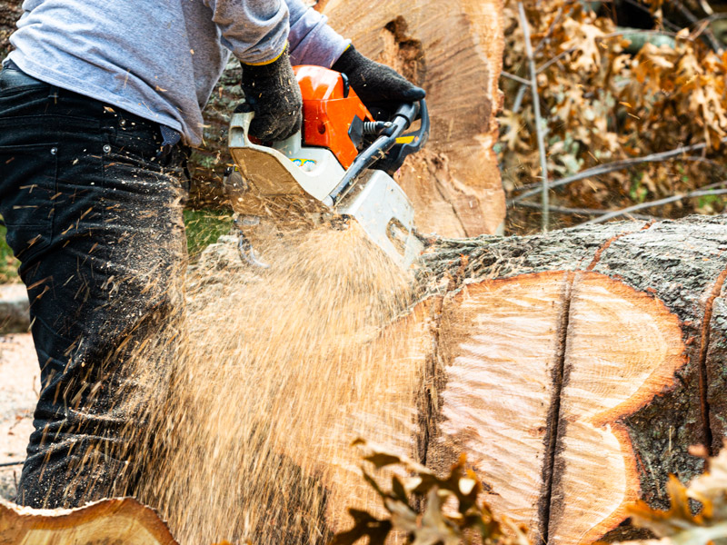 Man cutting a large tree stump with chainsaw