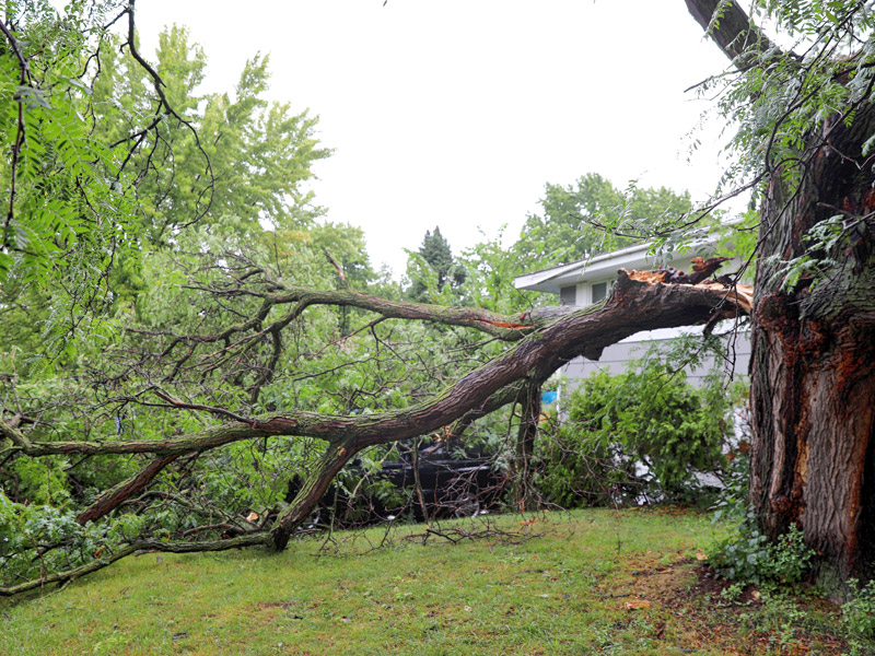 fallen tree after storm