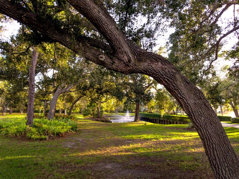 healthy tree in public park