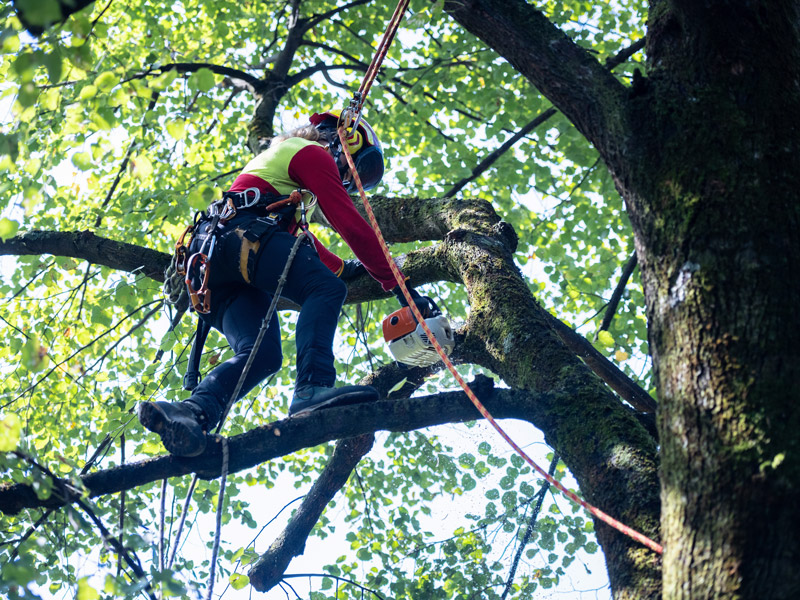 arborist tree worker professional trimming tree
