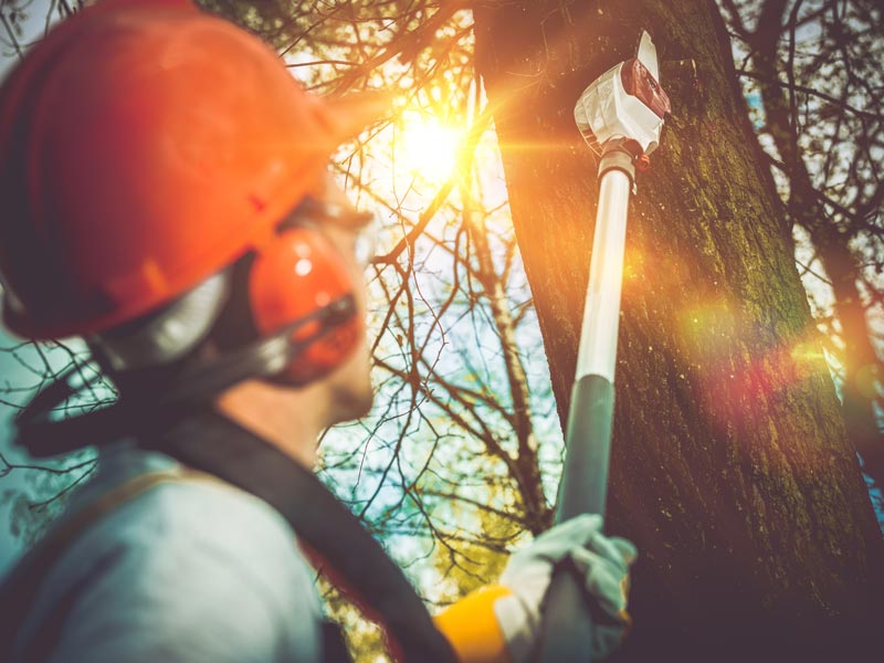 professional tree trimming and pruning